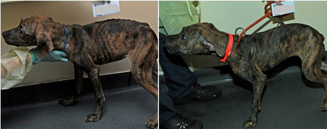 Cagney, before and after receiving treatment (ASPCA)