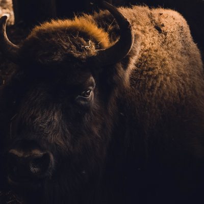 Bronx Zoo Announces Birth Of Bison Calf
