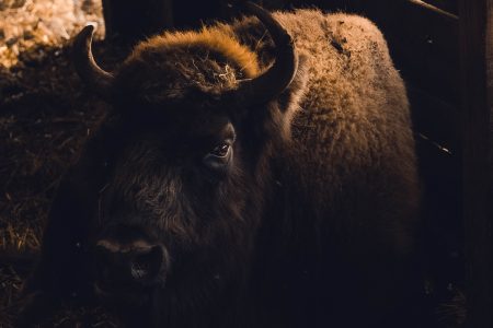 Bronx Zoo Announces Birth Of Bison Calf