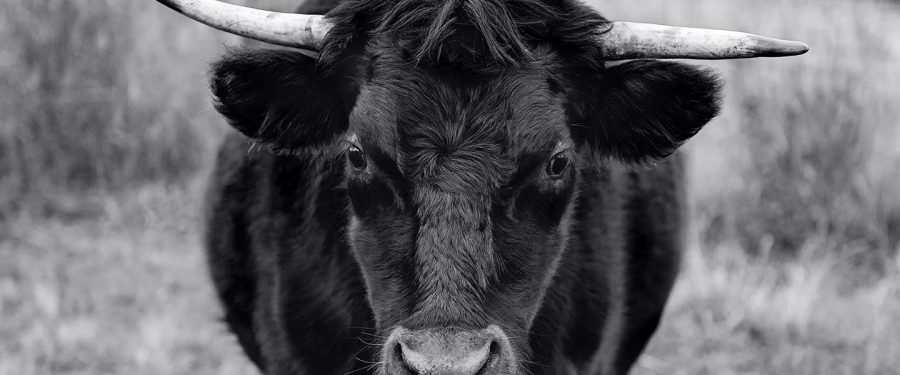 This is A Sample Review Post