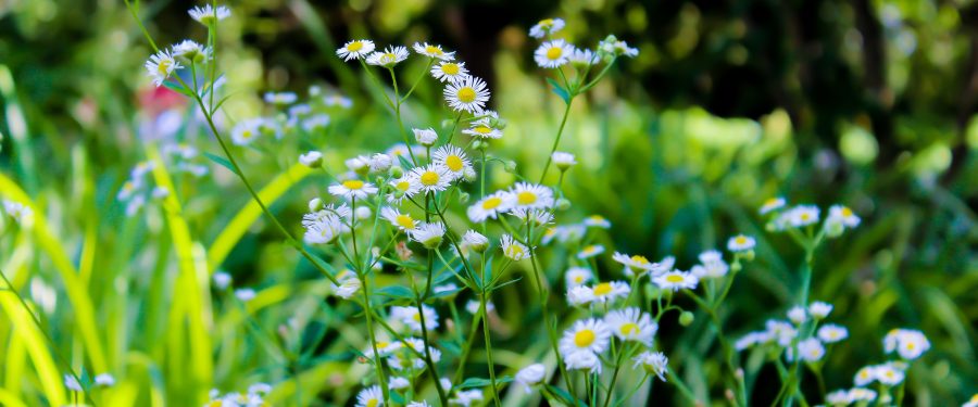 Local Dystonia Patients Seize The Day, Hosting A Bronx Zoo Walk