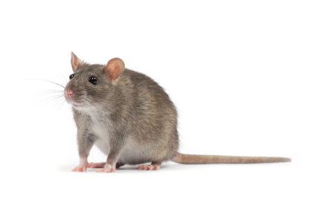 Rat School In The Bronx