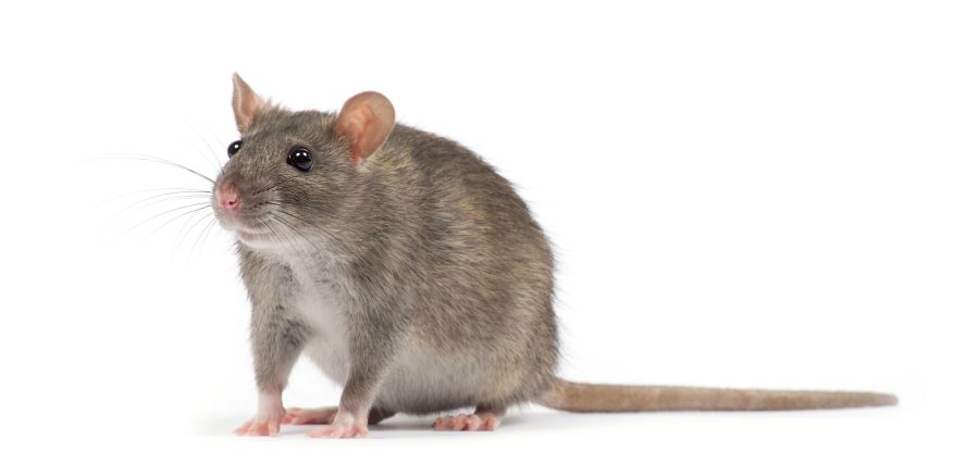 The Bronx Daily | Bronx.com