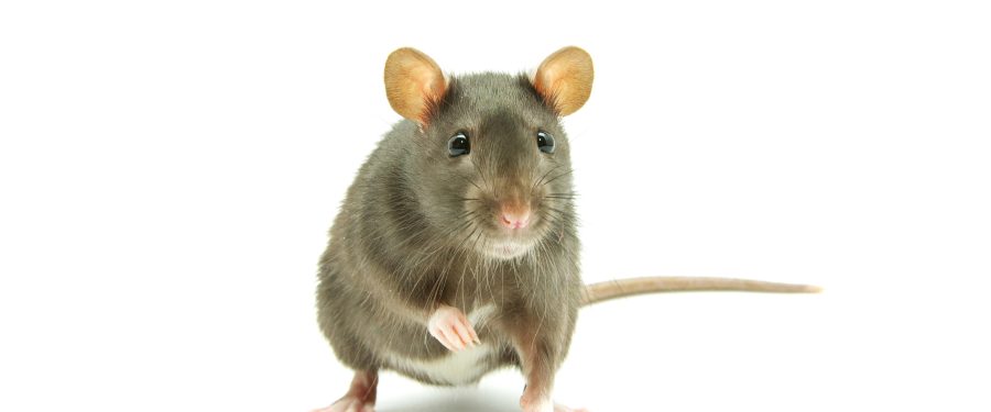 Bacterial Infection Caused By Rat Urine In Bronx Kills 1, Sickens 2 Others