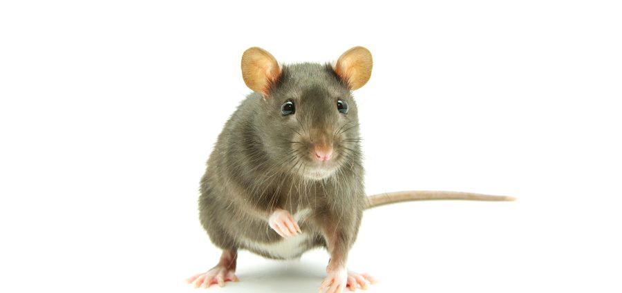 The Bronx Daily | Bronx.com