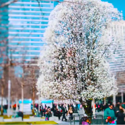 Meet The Beautiful, Remarkable Tree That Survived 9/11
