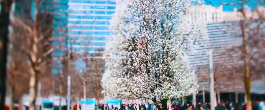 Meet The Beautiful, Remarkable Tree That Survived 9/11