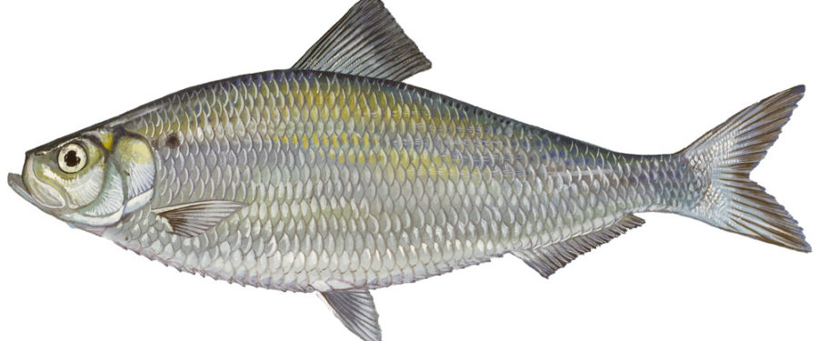 Bronx River Is Alive! With Hundreds Of New Fish