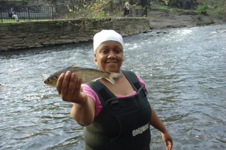 Alewife Return To The Bronx River