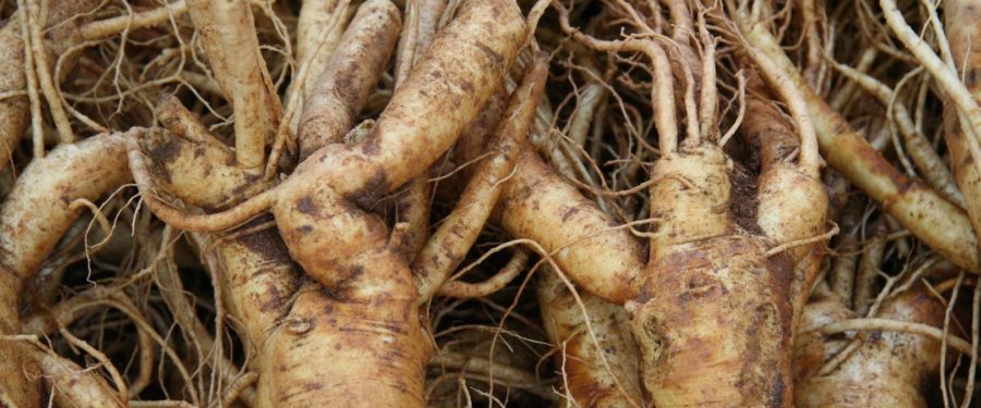 American Ginseng Helps Cancer-Related Fatigue
