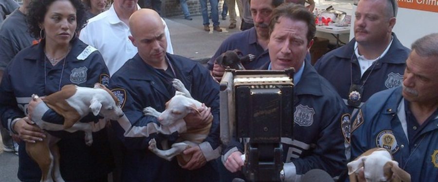 Bronx Man Pleads Guilty To Running Dog Fighting Ring