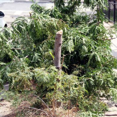 Axe Man Launches Tree Hack Attack Thru Bronx