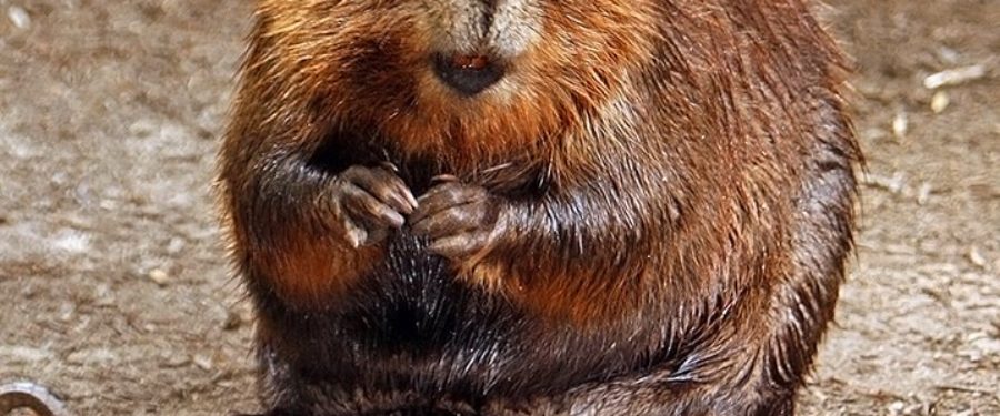 Life Returns In The Bronx River