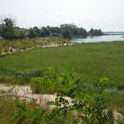 Ancient Salt Marsh In  Bronx Reveals Dangerous Flooding Likely For NYC