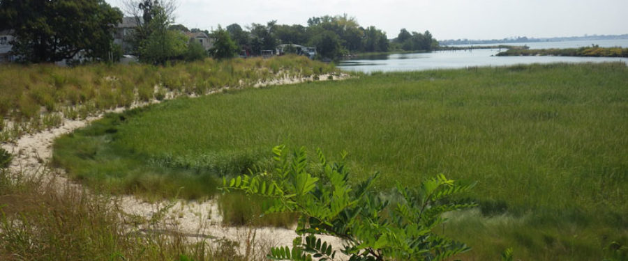 Ancient Salt Marsh In  Bronx Reveals Dangerous Flooding Likely For NYC