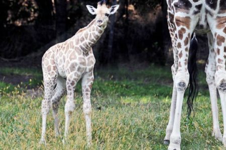 Baby Giraffe At Bronx Zoo