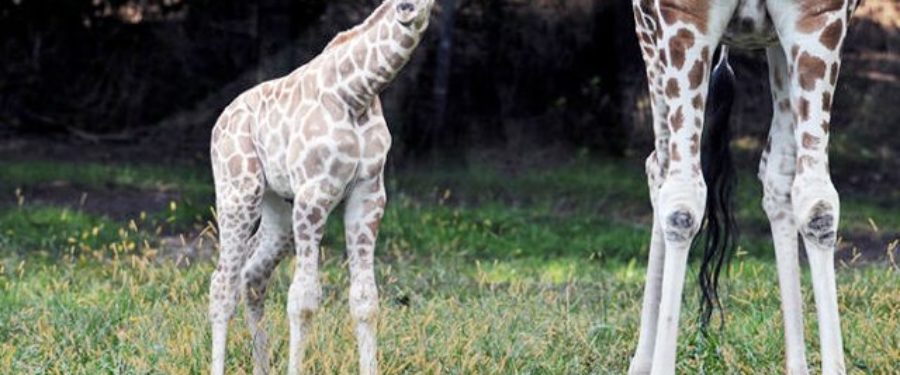 Baby Giraffe At Bronx Zoo