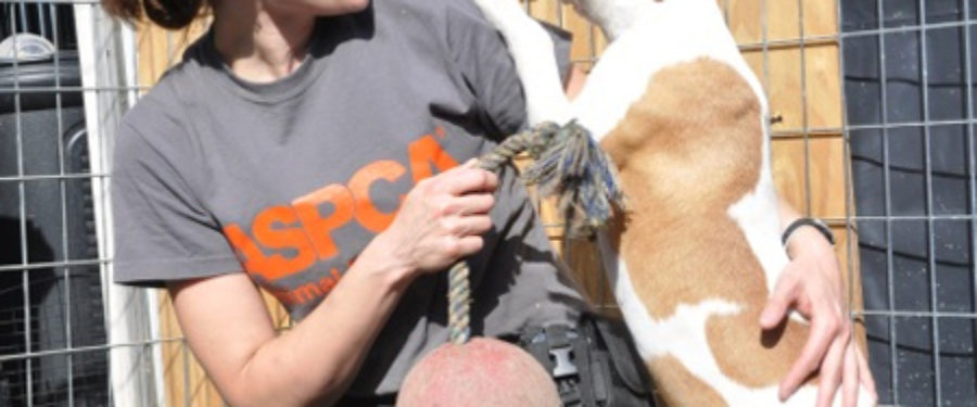 Bronx Fighting Dungeon Dogs For Adoption