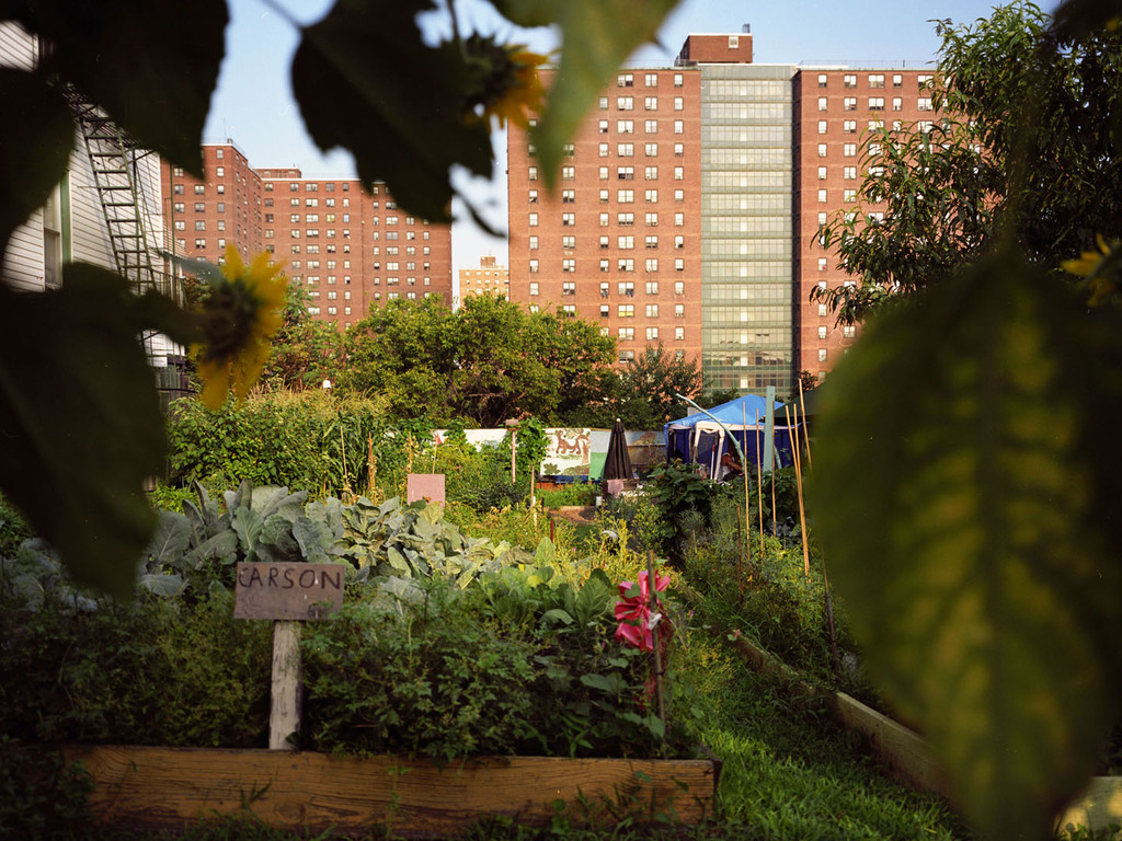 Nina Berman Presents Bronx Garden