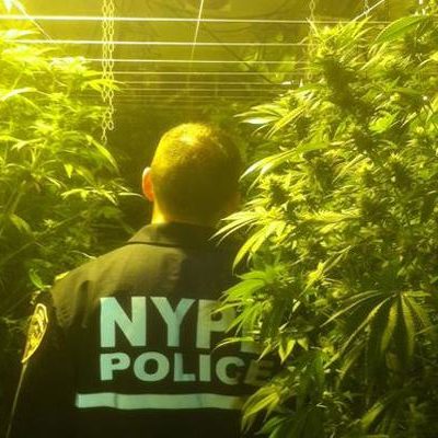 Marijuana Farm In Bronx Building