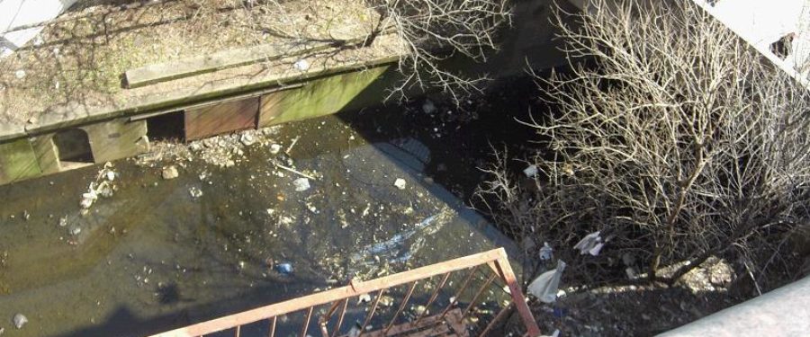 Bronx Swamp To Be Cleaned Up