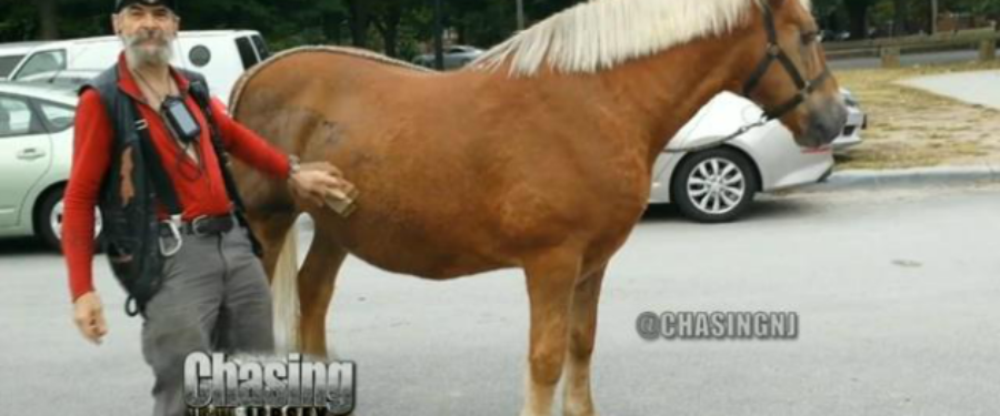 The Urban Cowboy Of Pelham Parkway