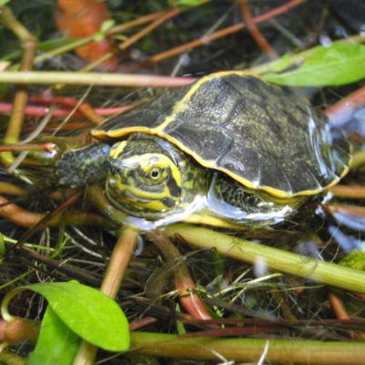Extremely Rare Turtle Species Hatched At Bronx Zoo