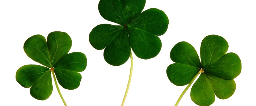 BP Ruben Diaz Jr. Hosts His Annual Irish Heritage Celebration