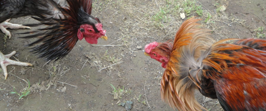 School Teacher Busted For Running Bronx Cockfighting Farm