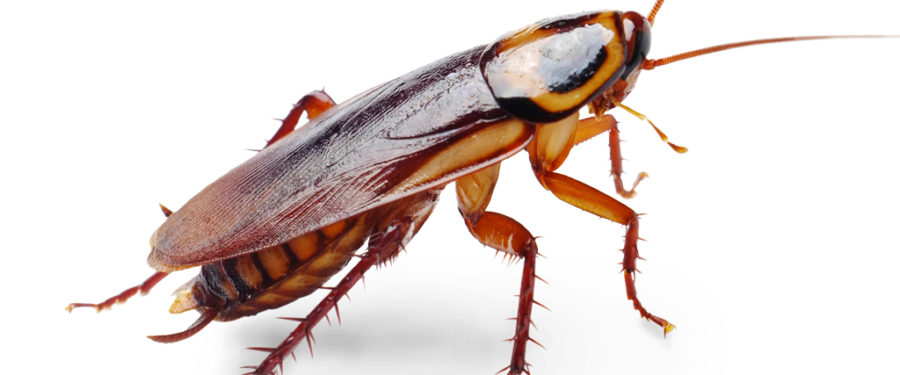 The Bronx Zoo Wants Lovers To Buy Roaches For Valentine’s Day