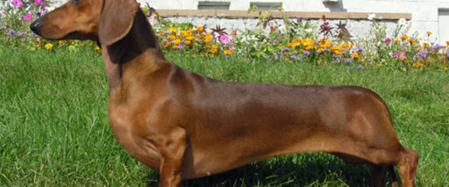 Bronx Man Charged With Tossing Girlfriend’s Dog Out The Window