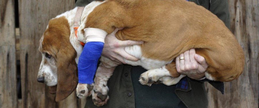 Emotionally Disturbed Bronx Teen Barricades Himself In Room Amid Report He Stabbed His Dog