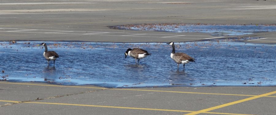 Orchard Beach Parking Should Be $60 For The Summer Season, BP Diaz Says