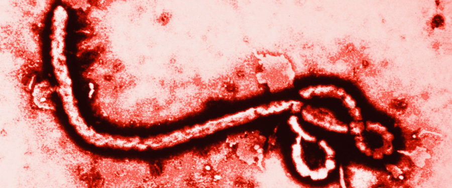 Bronx Boy, 5, Under Ebola Watch