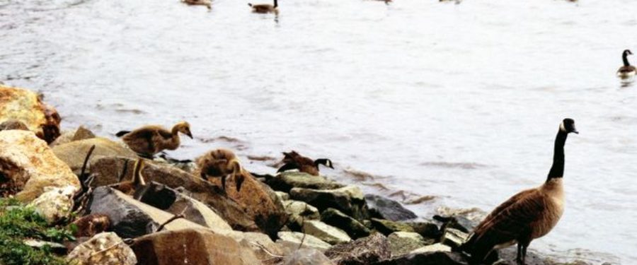 Response To FHJC Lawsuit Against Edgwater Park