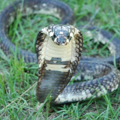 Deadly Cobra Missing From Bronx Zoo