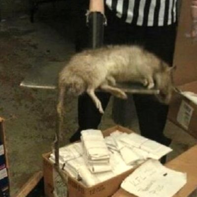 Giant Rat Found Inside A Bronx Foot Locker