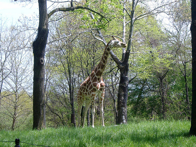 Giraffe at the Bronx Zoo.