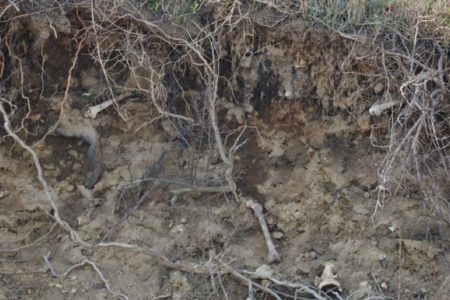Bronx’s Crumbling “Island of The Dead” Is Unearthing Its Nameless Skeletons