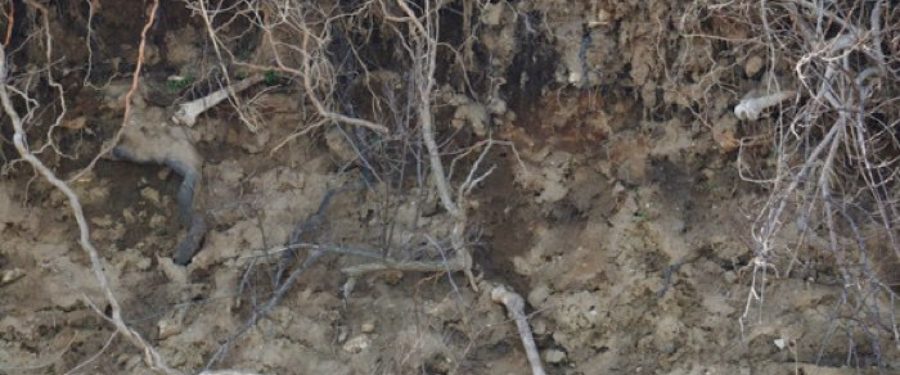 Bronx’s Crumbling “Island of The Dead” Is Unearthing Its Nameless Skeletons