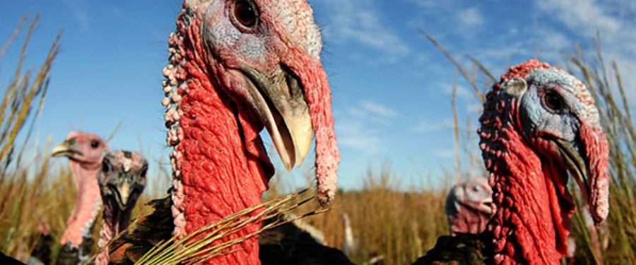 Heritage Thanksgiving Turkeys