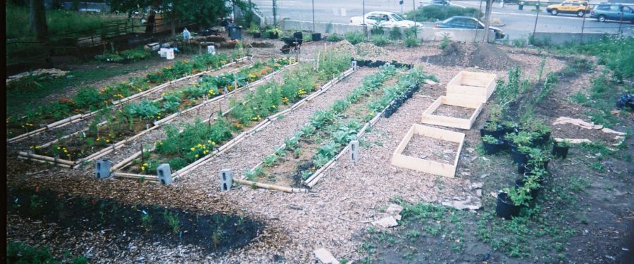 A South Bronx Sustainable Urban Farm