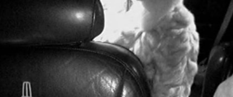 Bronx Female Livery Cab Robbery Suspect