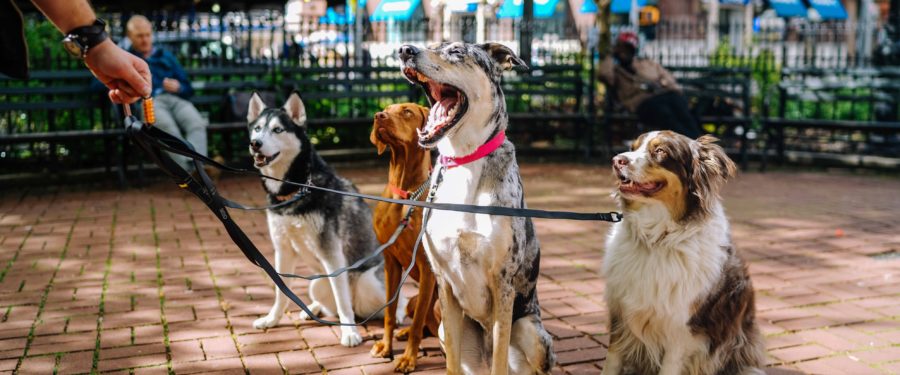 Shoppers Needed For Launching Of A New Website