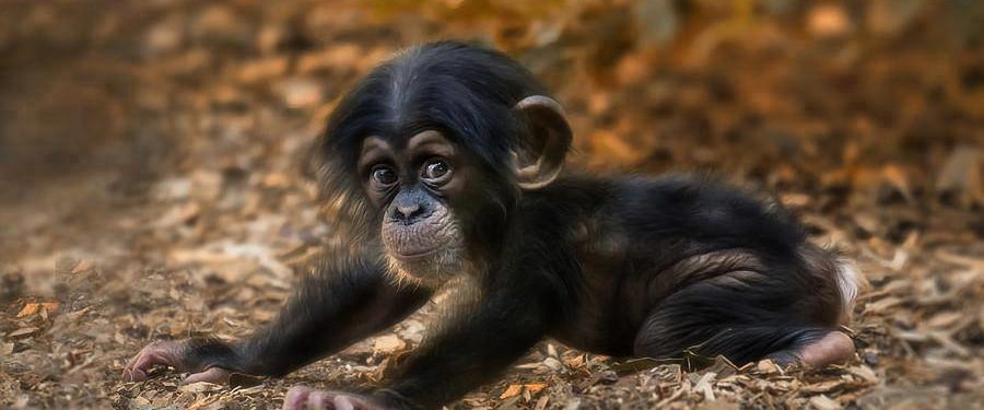 Animal Planet Gives A Behind-the-Scenes Look At The Bronx Zoo