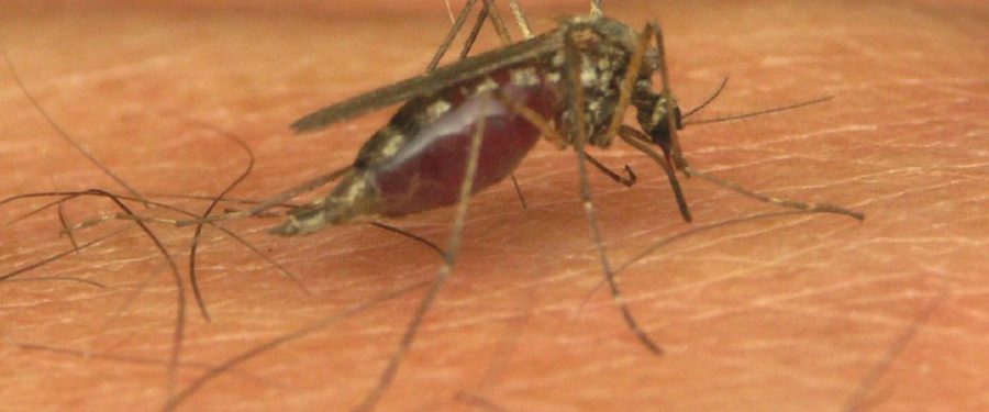 Bronx Mosquitoes Carry West Nile Virus