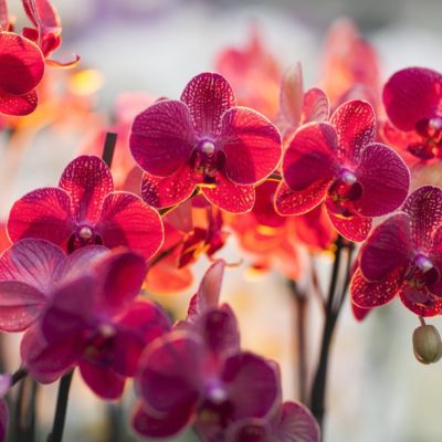 The Orchid Show: Thailand In Bronx