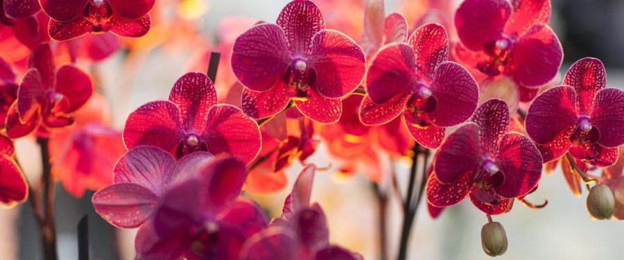 The Orchid Show: Thailand In Bronx