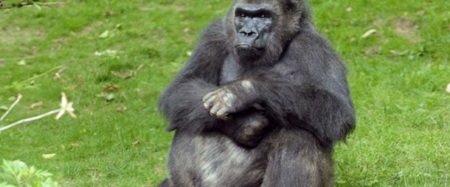 Bronx Zoo’s Pattycake Passes At Age 40