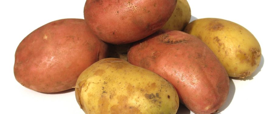 Keeping Potatoes Happy & Healthy
